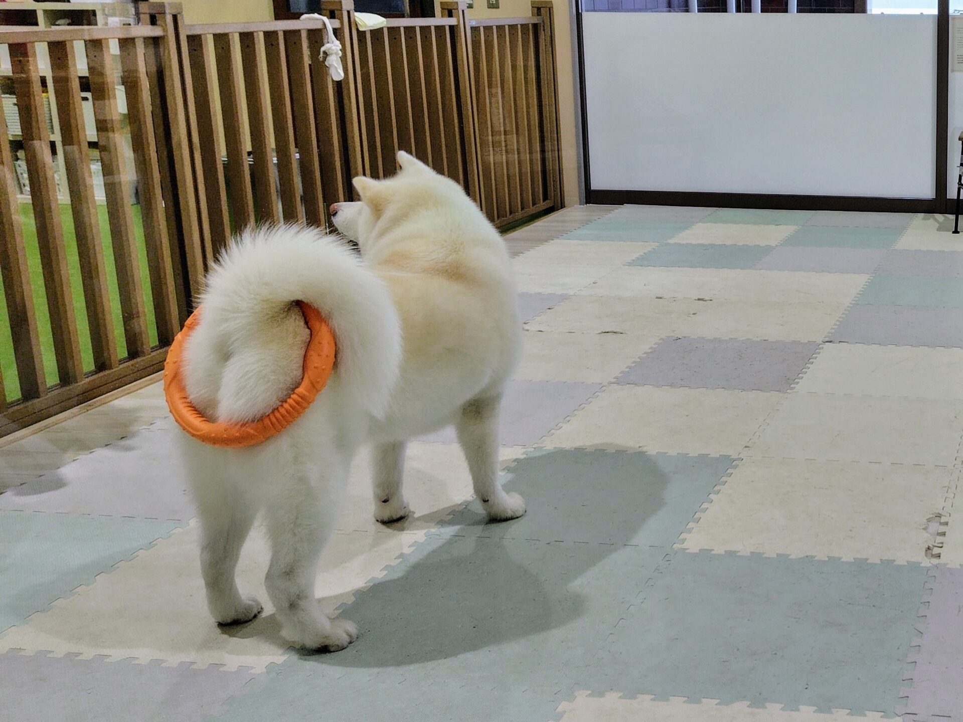 この後ろ姿…もう、ずっと見ていられます。