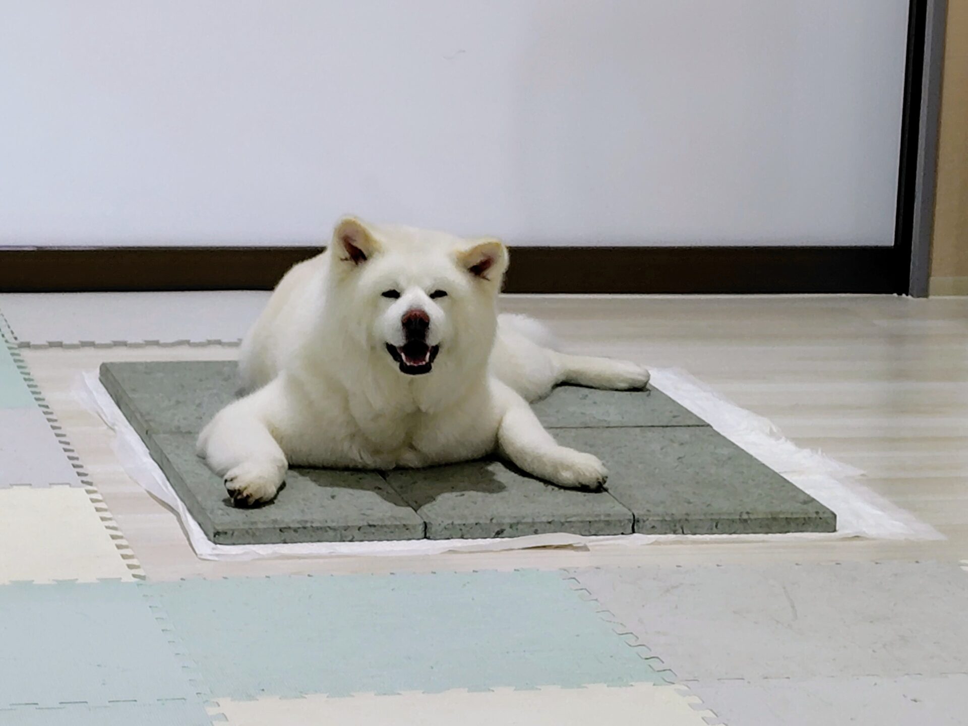 こっち見てくれた…！