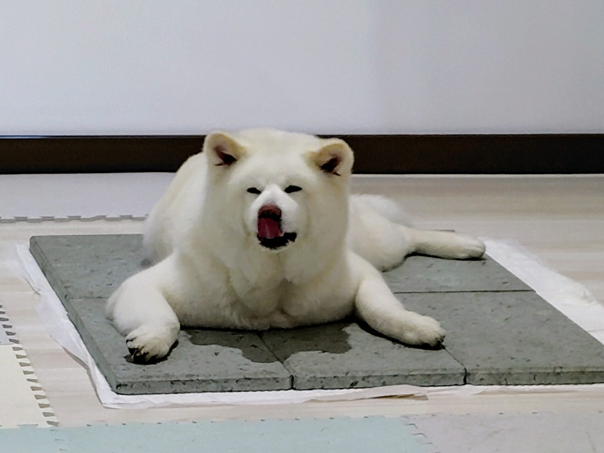 舌ペロッ