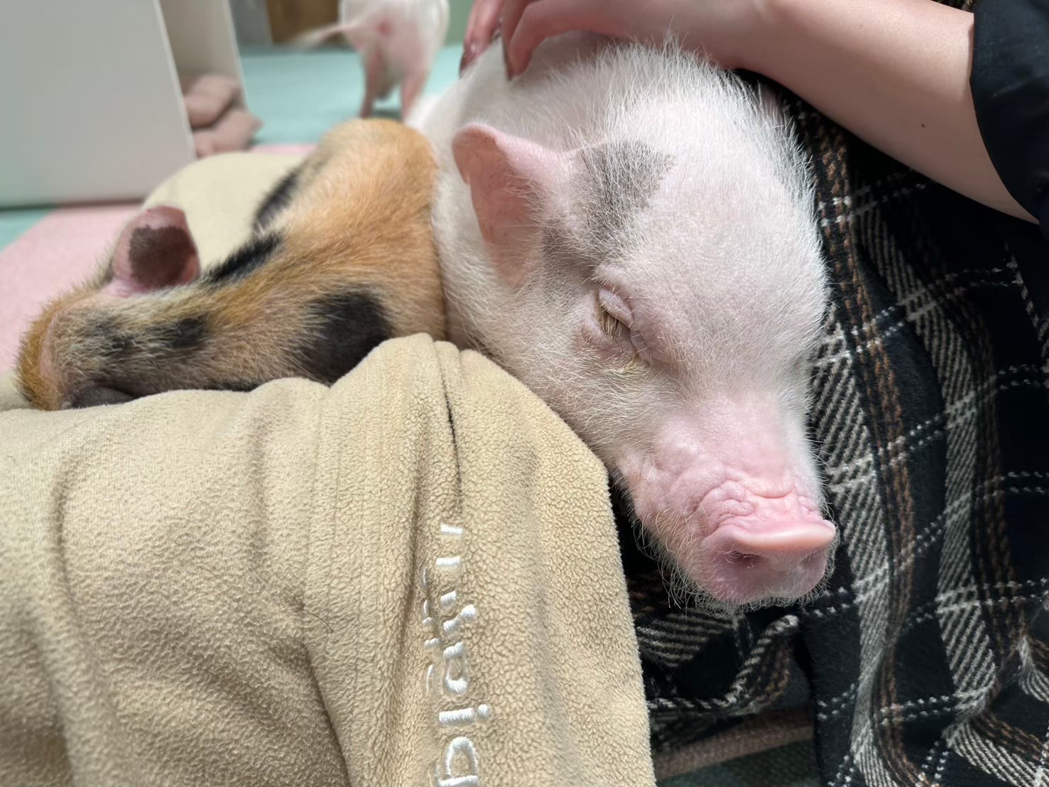 微動だにしないおチビちゃん