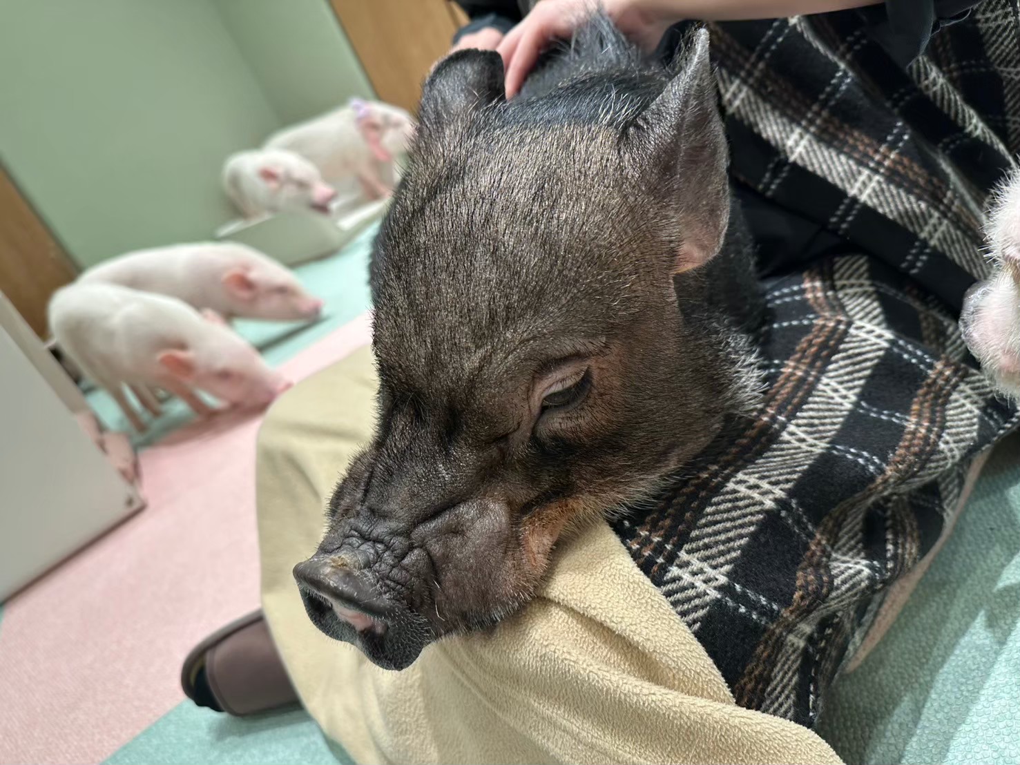 感覚のない私の膝とお昼寝をするブタちゃん