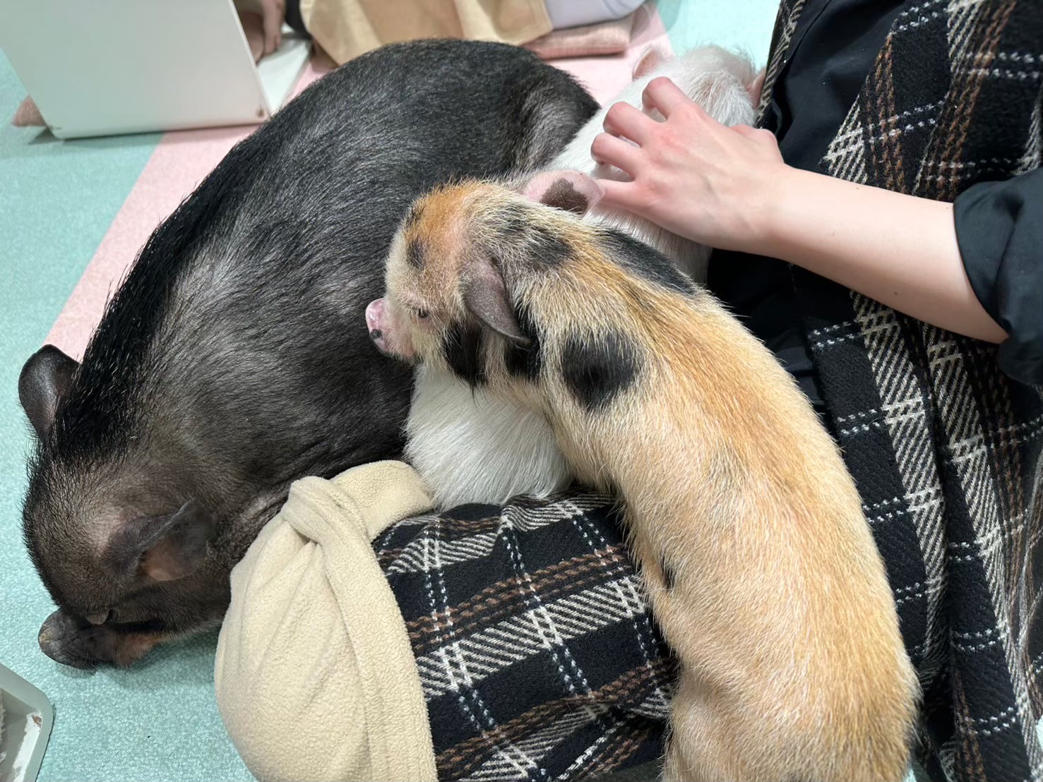 ブタちゃんハーレム
一番でっかい子に気に入られ、足が痺れたままの後半戦。